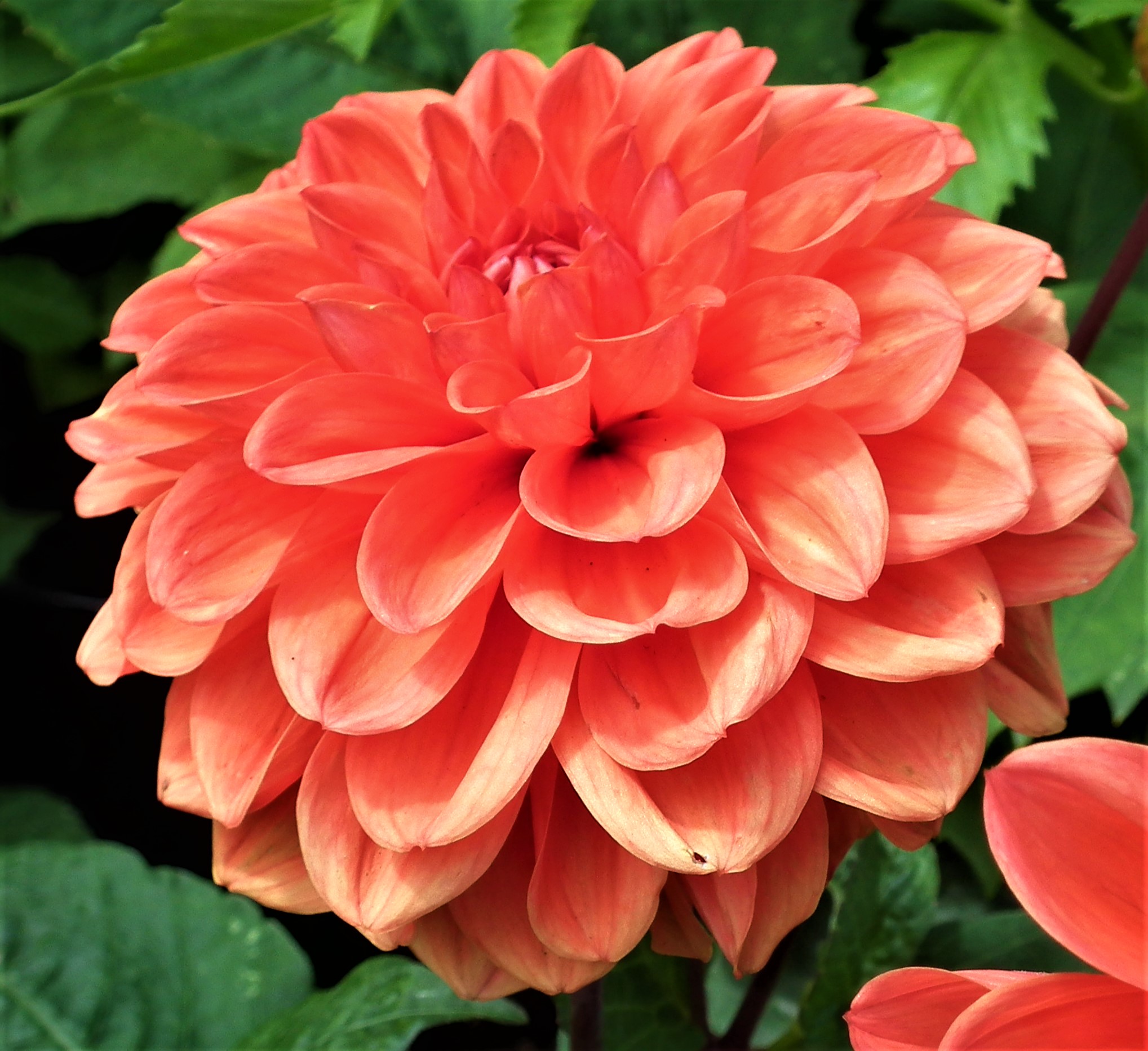 Dahlia Orange Nugget